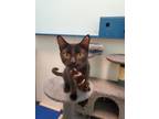 Adopt Cavell a All Black Domestic Shorthair / Domestic Shorthair / Mixed cat in