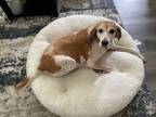 Adopt Ladybird a White - with Red, Golden, Orange or Chestnut Redtick Coonhound