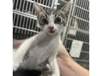 Adopt Breakfast a White Domestic Shorthair / Mixed cat in St.
