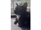 Adopt Twist a Black & White or Tuxedo Domestic Shorthair (short coat) cat in