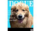 Adopt DEXTER a Golden Retriever / Mixed dog in Roanoke, VA (38696243)
