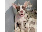 Adopt Kazoo a White - with Tan, Yellow or Fawn Pit Bull Terrier / Mixed dog in
