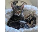Adopt Amber - Claremont Location a Brown or Chocolate Domestic Shorthair / Mixed