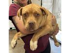 Adopt Simba a Tan/Yellow/Fawn Pit Bull Terrier / Mixed dog in Midland