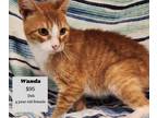Adopt wanda a Orange or Red Domestic Shorthair (short coat) cat in Decatur