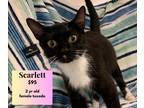 Adopt Scarlett a Black & White or Tuxedo Domestic Shorthair (short coat) cat in