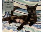 Adopt sweet tart a Tortoiseshell Domestic Shorthair (short coat) cat in Decatur