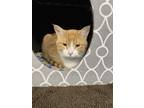 Adopt Mogli a Orange or Red Tabby Domestic Shorthair (short coat) cat in New