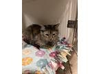 Adopt Willow a Brown or Chocolate Domestic Longhair / Domestic Shorthair / Mixed