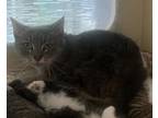 Adopt Lila Test a Gray or Blue Domestic Shorthair / Domestic Shorthair / Mixed