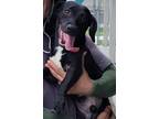 Adopt Dinkle a Dachshund / Mixed dog in Darien, GA (38696290)