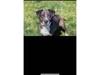 Adopt Sparky a Black Catahoula Leopard Dog / Mixed dog in Metamora