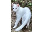 Adopt Smudge a White American Shorthair (short coat) cat in Upper Saddle River