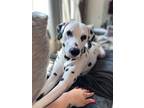 Adopt Domino - deaf - NYC a White - with Black Dalmatian / Mixed dog in Southern