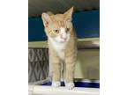 Adopt Peter a Orange or Red Tabby Domestic Shorthair (short coat) cat in New