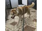 Adopt Loki a Tan/Yellow/Fawn Husky / Mixed dog in Midland, TX (38695692)