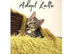 Adopt Latte a Brown Tabby Domestic Shorthair (short coat) cat in Brooklyn