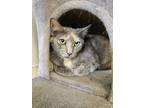 Adopt Maya a Gray or Blue Domestic Shorthair / Domestic Shorthair / Mixed cat in