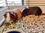 Adopt LOLA a Brown or Chocolate Guinea Pig / Mixed small animal in Frederick