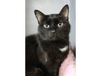 Adopt Shadow a Black (Mostly) Domestic Shorthair (short coat) cat in New