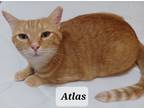 Adopt Atlas - shy & cuddly a Orange or Red Tabby Domestic Shorthair (short coat)