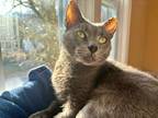 Adopt Freddie a Domestic Shorthair / Mixed (short coat) cat in Providence