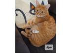 Adopt Ajax - shy & cuddly a Orange or Red Tabby Domestic Shorthair (short coat)