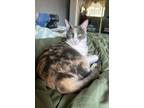 Adopt Pixie a Calico or Dilute Calico Domestic Shorthair (short coat) cat in