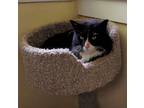 Adopt Wiley - playful & loving a Black & White or Tuxedo Domestic Mediumhair