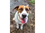 Adopt Coy a Black - with Tan, Yellow or Fawn Pointer / Foxhound / Mixed dog in