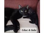 Adopt Lilac a All Black Domestic Shorthair (short coat) cat in Madison
