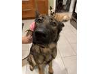 Adopt Luna a Brown/Chocolate - with Black German Shepherd Dog / Mixed dog in Los