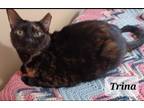 Adopt Trina - shy & loving a Tortoiseshell Domestic Shorthair (short coat) cat