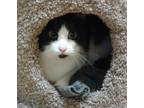 Adopt Della - friendly & loving a Black & White or Tuxedo Domestic Shorthair