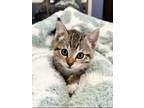 Adopt Fiona a Brown Tabby Domestic Shorthair (short coat) cat in Covina