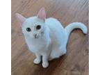 Adopt Martha a White Domestic Shorthair (short coat) cat in Madison