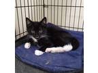 Adopt Griffin needs kitty friend a Black & White or Tuxedo Domestic Shorthair