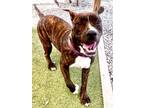 Adopt Yakko a Brindle Mountain Cur / Mixed dog in Port St. Joe, FL (38694978)