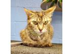 Adopt Polly Pocket a Tan or Fawn Tabby Domestic Shorthair (short coat) cat in