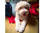 Adopt Leon a White - with Tan, Yellow or Fawn Labradoodle / Mixed dog in Covina
