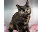 Adopt Rosetta a Tortoiseshell Domestic Shorthair (short coat) cat in Forked