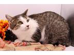 Adopt Bindi V a Brown Tabby Domestic Shorthair / Mixed cat in Muskegon