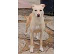 Adopt Amelia a Tan/Yellow/Fawn - with White Italian Greyhound / Whippet / Mixed