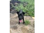 Adopt Zola a Brown/Chocolate - with Black Patterdale Terrier (Fell Terrier) /