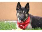 Adopt Robin a Black - with Tan, Yellow or Fawn German Shepherd Dog / Mixed dog