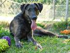 Adopt Jonesy a Brindle Mixed Breed (Medium) / Mixed dog in Oakdale