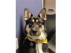 Adopt Archer a Black - with Tan, Yellow or Fawn German Shepherd Dog / Mixed dog