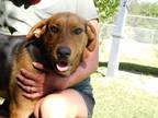 Adopt Butch a Black - with Brown, Red, Golden, Orange or Chestnut Terrier