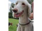 Adopt Sasha a White Poodle (Standard) / Mixed dog in Ridgeland, SC (38691230)