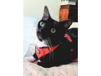 Adopt James the Cat a Black & White or Tuxedo Domestic Shorthair (short coat)